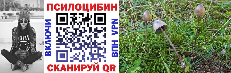 хочу   Афипский  Галлюциногенные грибы Cubensis 
